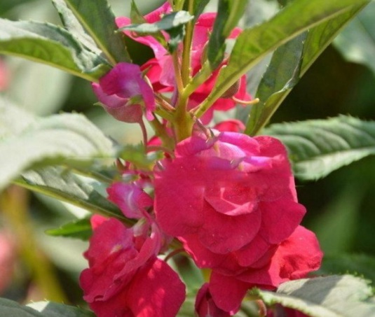 1631607605408066.jpg image.jpg