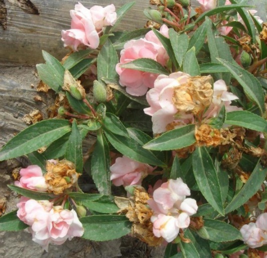 1631607616971808.jpg image.jpg