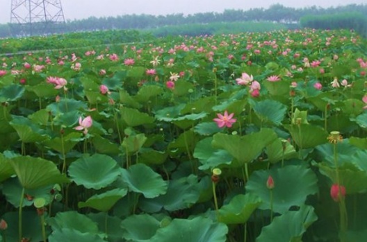 1631607893165043.jpg image.jpg