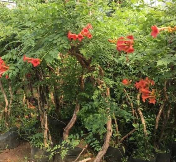 1631607974291047.jpg image.jpg