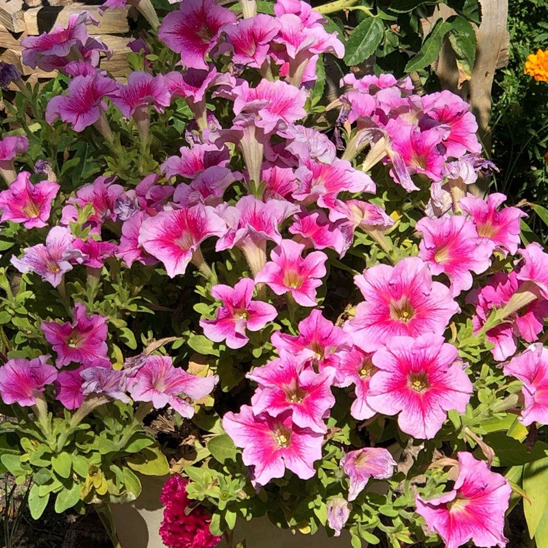 1631689762502785.jpg 1631689762502785.jpg