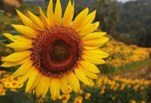 1631750520775086.jpg 1631750520775086.jpg