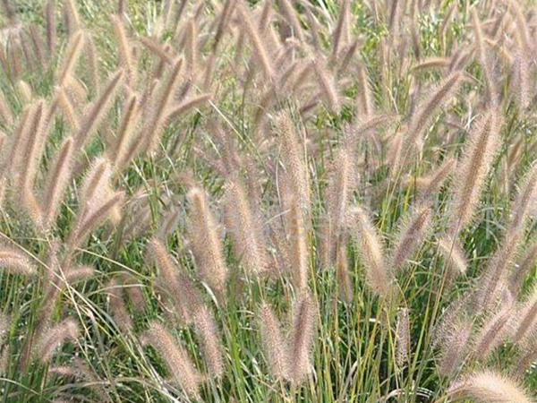 雜交狼尾草 雜交狼尾草