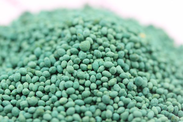 大葉油草 大葉油草