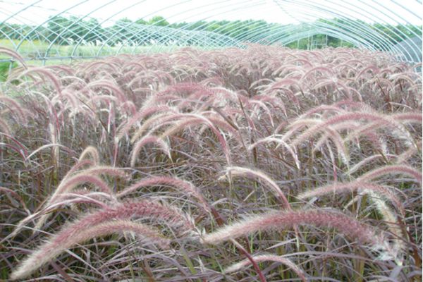 紫葉狼尾草 紫葉狼尾草