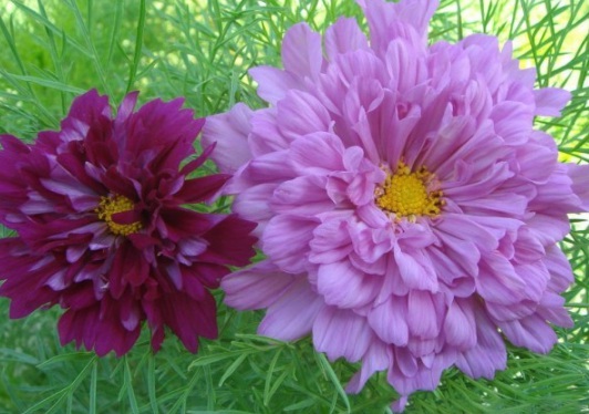 1631787640664287.jpg image.jpg