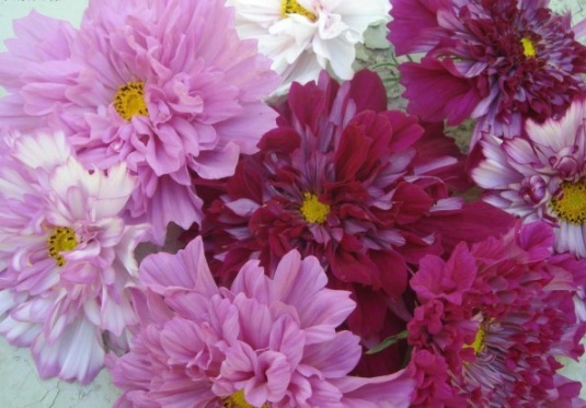 1631787649180088.jpg image.jpg