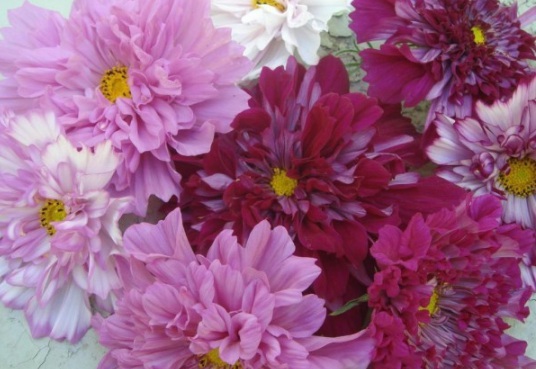 1631788010230849.jpg 1631788010230849.jpg