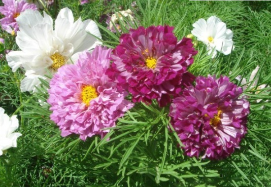 1631788023873359.jpg 1631788023873359.jpg