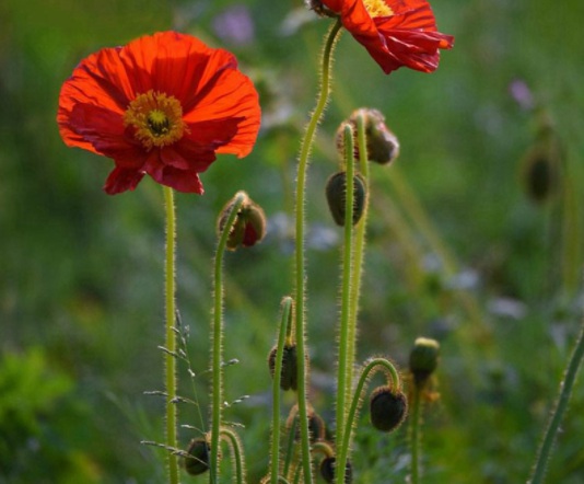 1631789268580864.jpg image.jpg