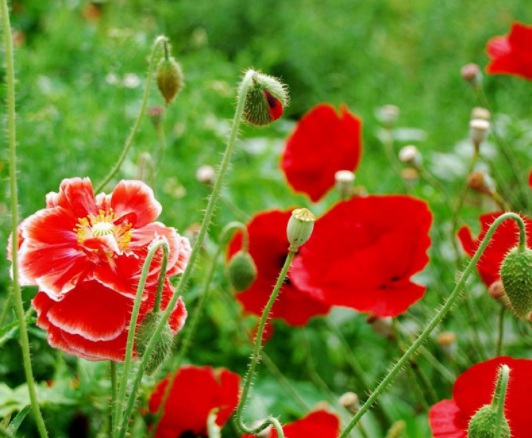 1631789287887217.jpg image.jpg