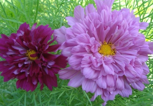 1631798167255390.jpg image.jpg