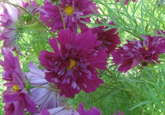 1631798191616975.jpg image.jpg