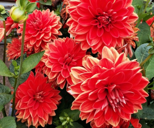 1631800087883348.jpg image.jpg