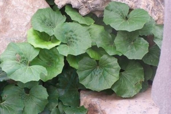 大吳風(fēng)草 大吳風(fēng)草