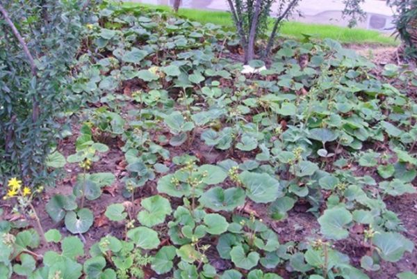 大吳風(fēng)草 大吳風(fēng)草