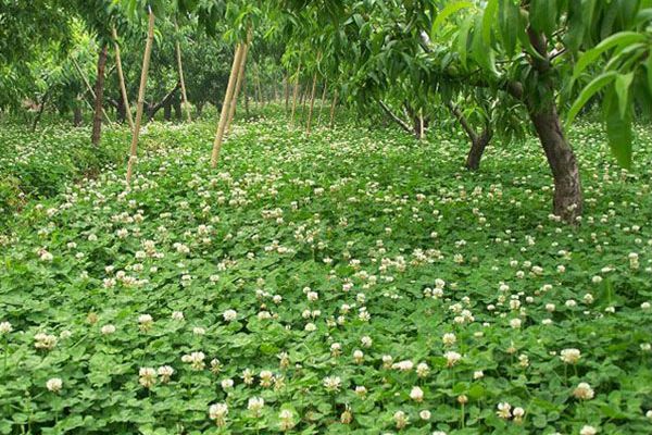 白三葉草 白三葉草