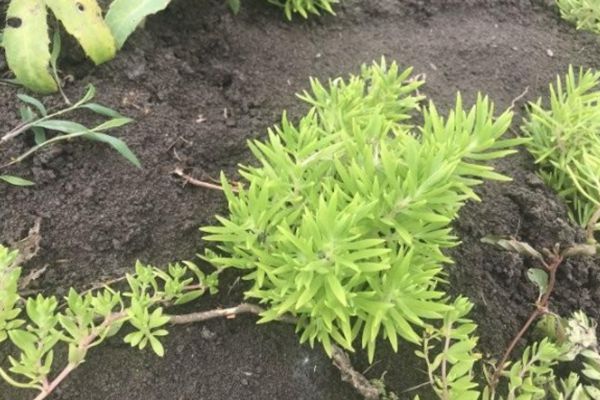 托盤佛甲草 托盤佛甲草