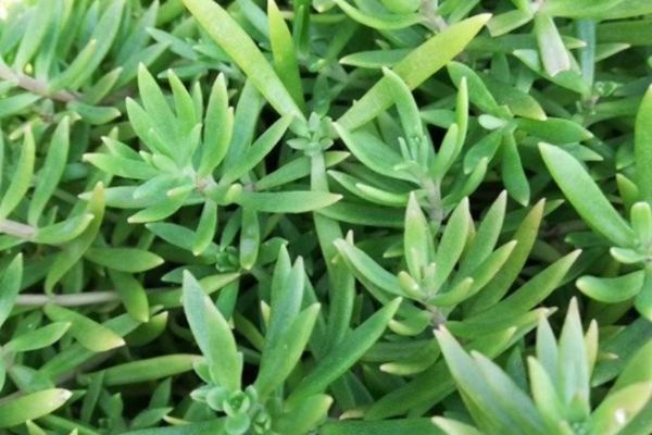 托盤佛甲草 托盤佛甲草