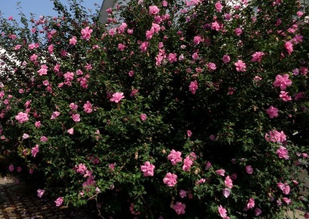 1631844413306456.jpg image.jpg