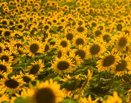 1631845877670538.jpg image.jpg