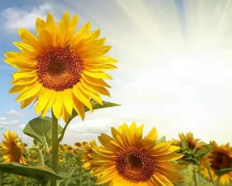 1631845908648659.jpg image.jpg