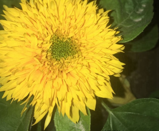 1631850827213610.jpg image.jpg