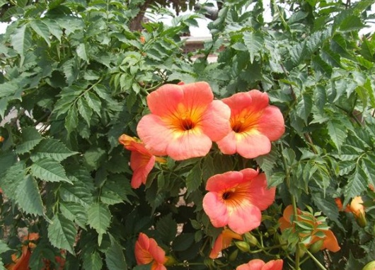 1631853973890052.jpg image.jpg