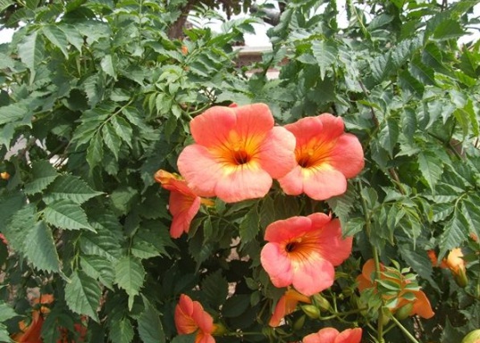 1631854093554009.jpg image.jpg