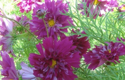 1631854233298447.jpg image.jpg