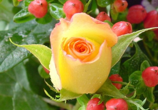 1631854418202728.jpg image.jpg