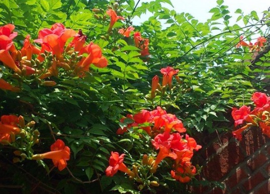 1631854670386326.jpg image.jpg