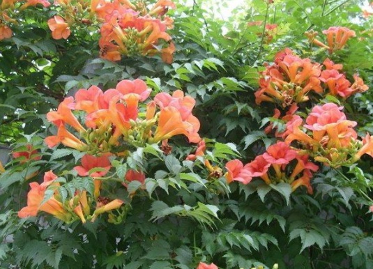 1631854791656560.jpg image.jpg