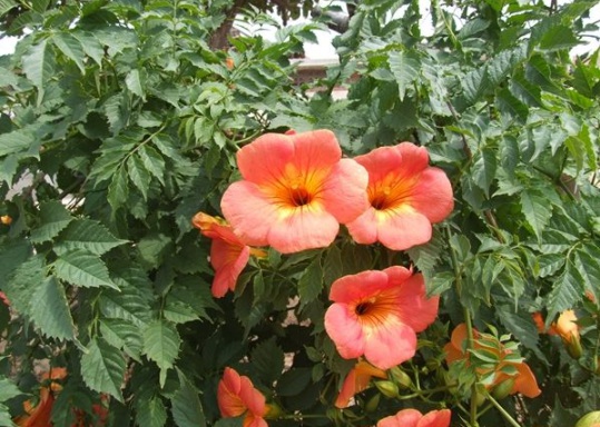 1631854807604641.jpg image.jpg