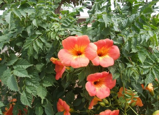 1631854850927608.jpg image.jpg