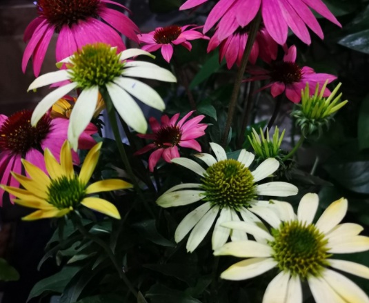 1631855252850379.jpg image.jpg