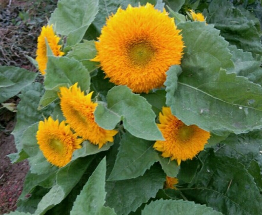 1631855760584690.jpg image.jpg