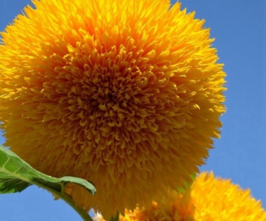 1631855778449650.jpg image.jpg