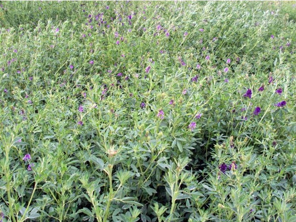 1631859591402631.jpg image.jpg