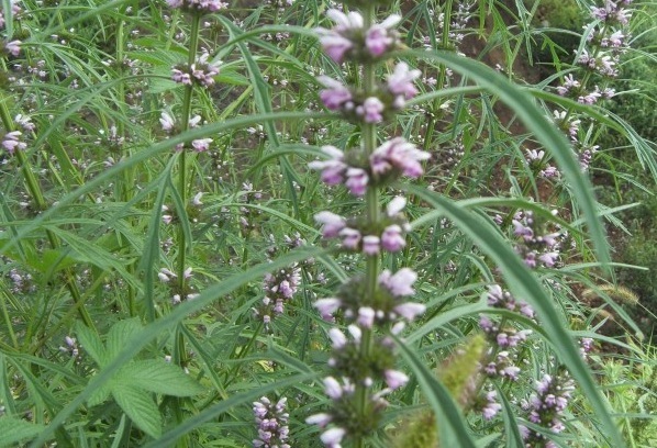 1631861909155701.jpg image.jpg