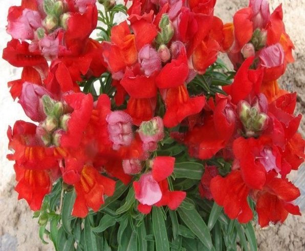 1631862152596380.jpg image.jpg