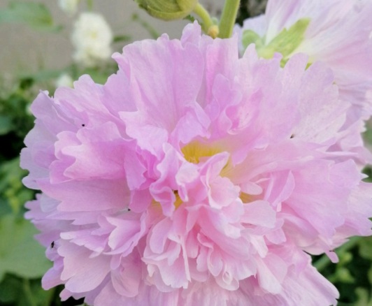 1631865341948305.jpg 1631865341948305.jpg