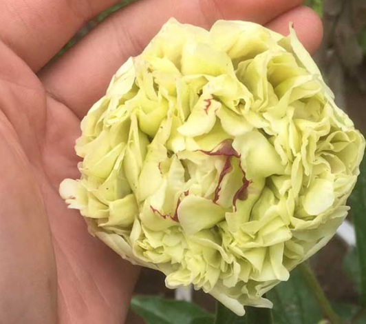 1631865695352015.jpg image.jpg