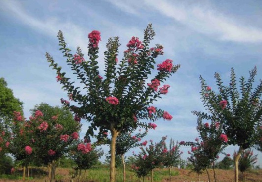 1631865943516364.jpg image.jpg