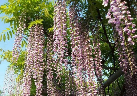 1631866737536493.jpg image.jpg