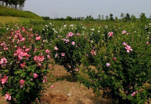 1631867497467826.jpg image.jpg