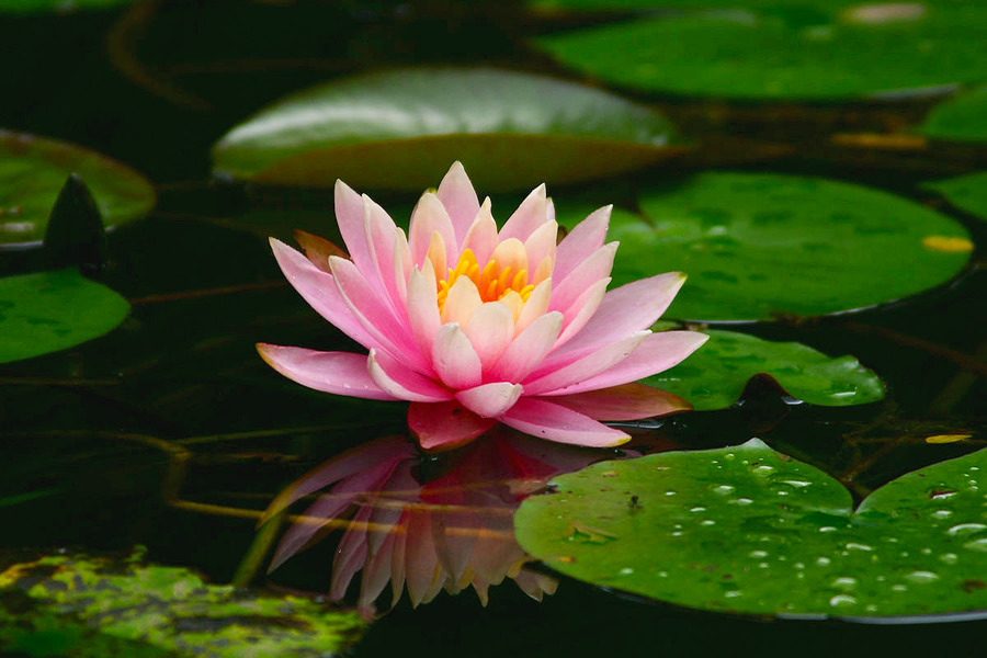 1631880929568347.jpg 1631880929568347.jpg