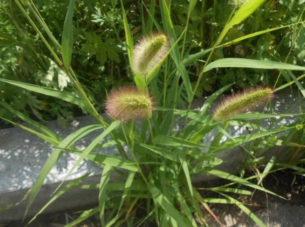 1631888274511486.jpg image.jpg