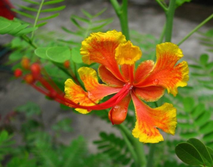 1631889858415317.jpg 金鳳花1.jpg