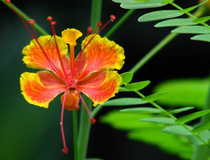 1631889906909386.jpg 金鳳花2.jpg